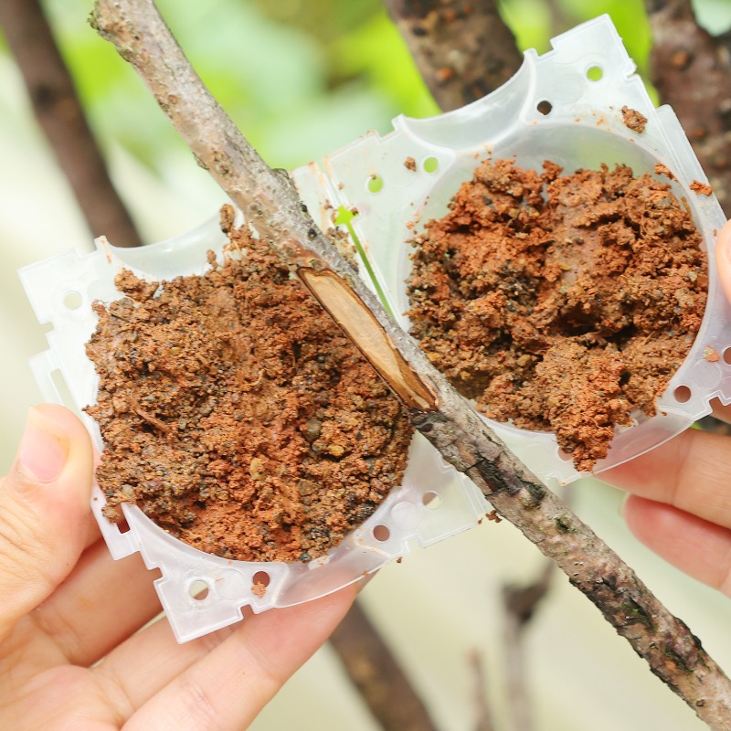 재사용 가능한 식물 뿌리화상볼 접목 도구 고압 식물 뿌 - Plant Parents 리뷰 및 가격