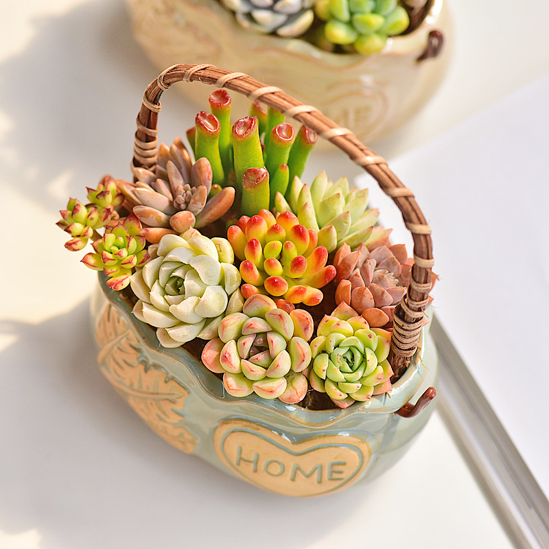 북유럽 스타일 세라믹 바구니 다육식물 화분, 통기성 있 - Snake Plant Ceramic 리뷰 및 가격