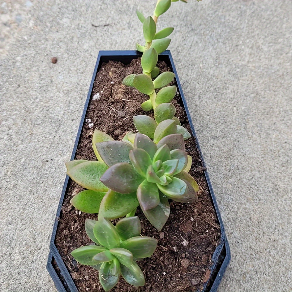 관 화분 | 배수 관 화분 | 고스 장식 | 코티지코어 - Snake Plant Ceramic 리뷰 및 가격